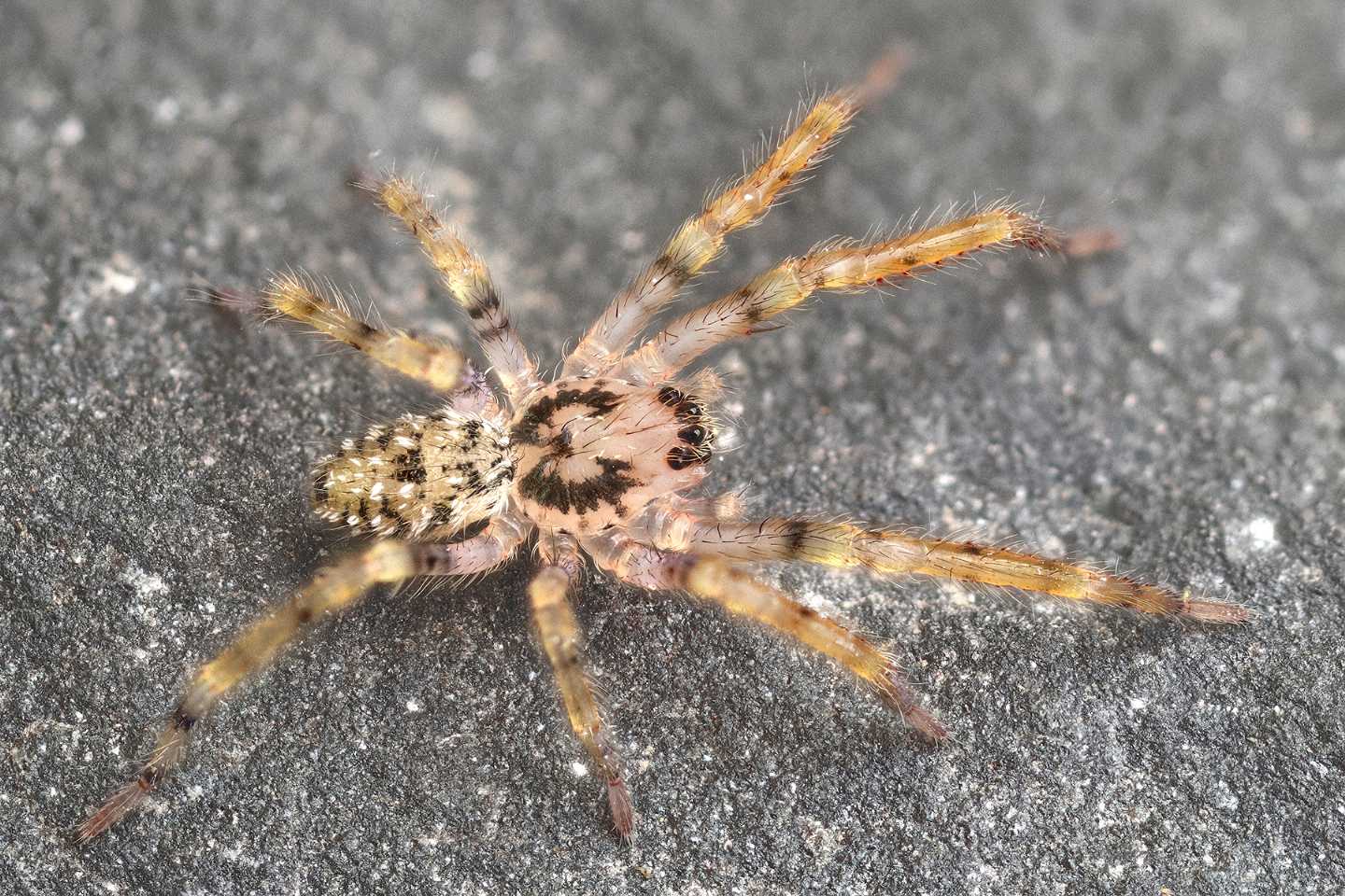 Zoropsis spinimana, giovane - Portovenere (SP)